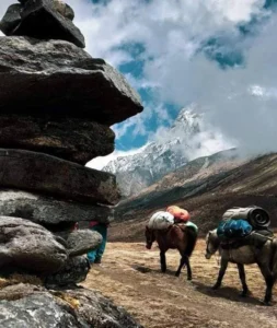9 Nights / 10 Days Dzongri Goechala Trek Sikkim